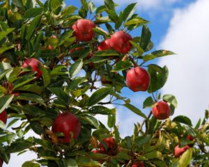 Manzano, árbol que da manzanas