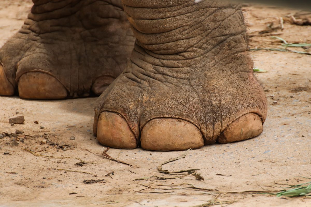 El mundo al revés / Elefante